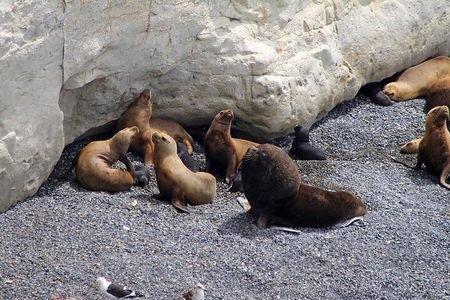 Shore Excursion Punta Loma Sea Lions Reserve Including Puerto Madryn City Tour 