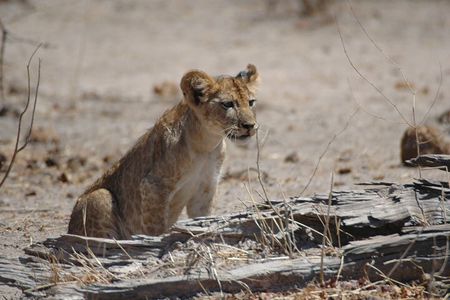 6 Days Ruaha and Mikumi adventures