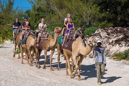 ENJOY UNIQUE CAMEL RIDE in Puerto Morelos with Transportation