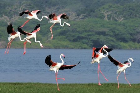 Birdwatching by Boat at Kalametiya Sanctuary