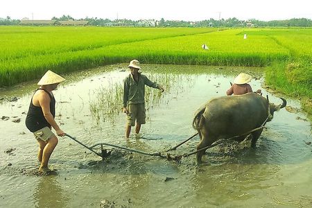 Half-day Farming life with wet rice from Hoi An