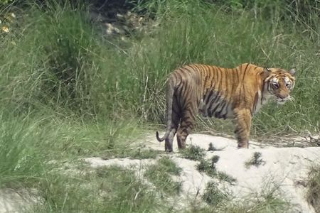5 Days Bardia National Park Tour with Palpa Overnight Stay