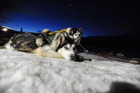 Ushuaia: Snow & Fire: Dog Sled and Snowshow By Night