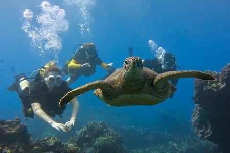 Maui: Guided Scuba Dive in Lahaina for Certified Divers Only