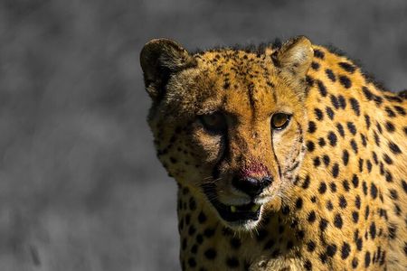 4 Day Addo to Karoo Safari