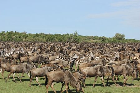 5-Days Masai Mara & Lake Nakuru Lodge Safari 