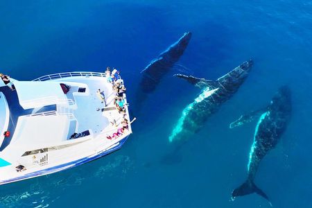 Hervey Bay Whale Watching Cruise