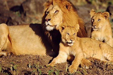 4 Day Garden Route & Addo National Park Tour from Cape Town