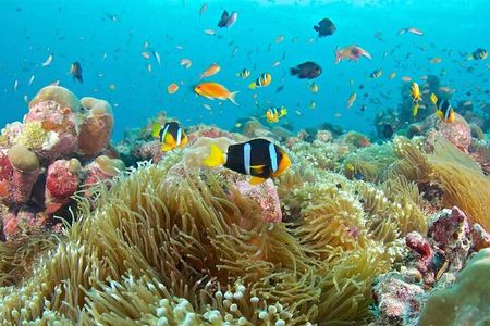 Snorkeling at Blue Lagoon, Star fish and The Rock Restaurant