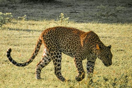Yala National Park Entrance Ticket with Private Safari