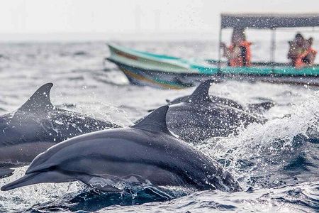 Dolphin Watching Boat Tour from Kalpitiya