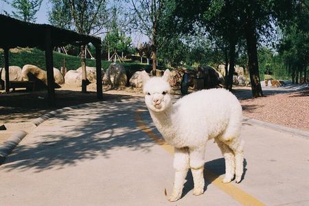 Private Transfer to Beijing Wildlife Park with Self-driving Ride Inside