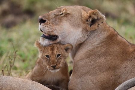 5-Day Private Safari Tour in Northern Tanzania