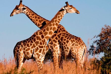 Nairobi National Park Tour