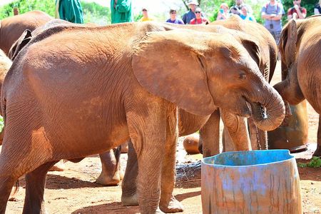 Elephants Orphanage Tour From Nairobi with Optional Giraffe Centre