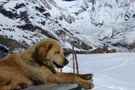 Annapurna Base Camp with Poon hill 9-Day Trek Itinerary