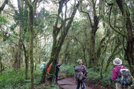 Private Full-Day Hiking Tour in Mount Kilimanjaro
