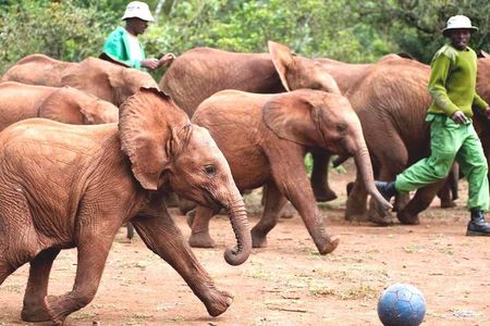 Nairobi Airport Layover : Tour Elephant Orphanage and Giraffe Center