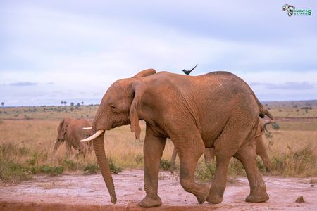3 Days Wild Tour Queen Elizabeth National Park Safari Uganda