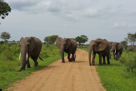 8 Days Safari to Mikumi NP, Ruaha NP and Nyerere NP + Isimila Stone Age Site