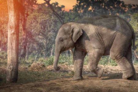 Chitwan National Park Jungle Safari Tours 3 days