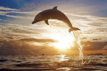 North Bali Sunrise Tour With Dolphins, Instagram Wanagiri & Waterfalls