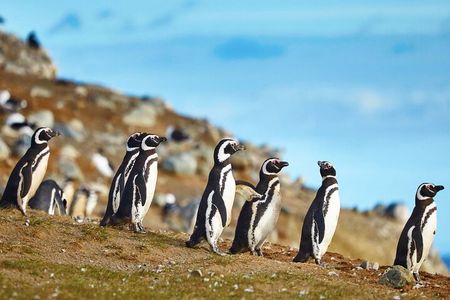 Navigation to South Fjords & Magdalena Island