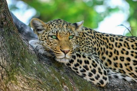 Yala National Park Safari from Dikwella