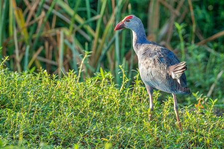 Birdwatching in Bundala National Park from Tissamaharama