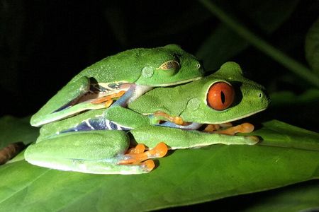 Night Tour Manuel Antonio 