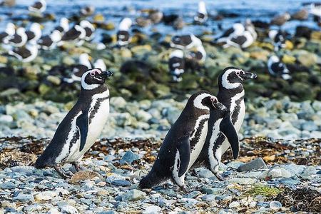 Half Day sailing Magdlena Island Penguin Colony P.Arenas October to March only