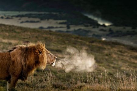 2 Day Addo Elephant Park Safari