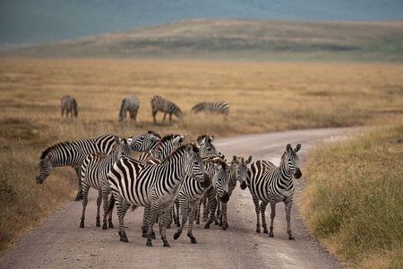5 Days Tanzania Big 5 Safaris