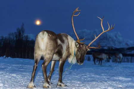 Reindeer feeding & Saami Culture with chance for Northern Lights