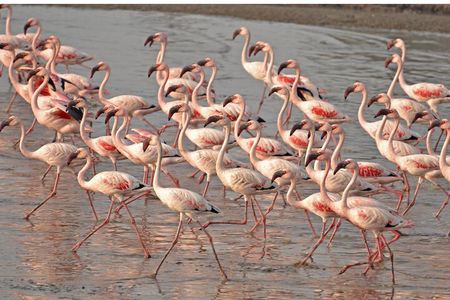 Lio Piccolo: Flamingos & Birdwatching Bike Tour in the Lagoon