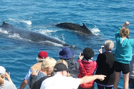 World class Whale Watching from Hervey Bay