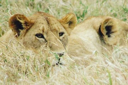 4 Days Tanzania Safari from Zanzibar itinerary