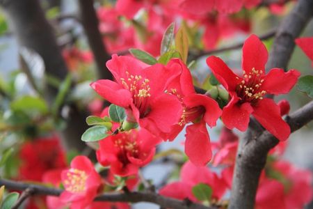 Flower day-trip in Beijing Olympic Forest Park