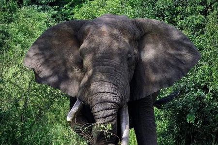 3-Day Tour in Murchison Falls Safari & Rhino Tracking