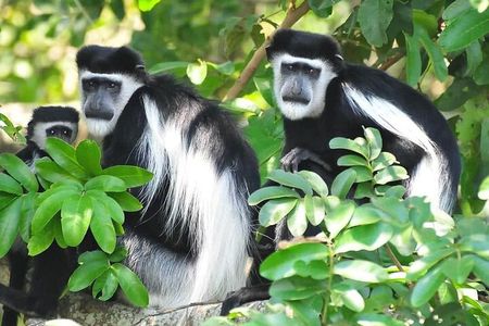 6-Day Private Tour in Kibale Semliki and Queen Elizabeth Park 