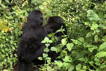 3 Day Gorilla Trek at Bwindi National Park via Kigali