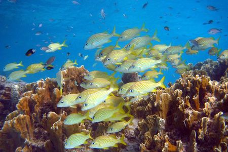 Private Boat Snorkel tour to Klein Bonaire