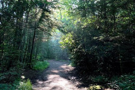 Forest Bathing & Nature Therapy Walk