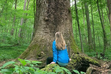Forest Bathing & Nature Therapy Walk