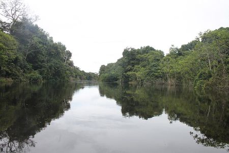 Pacaya Samiria National Park Full Day Tour