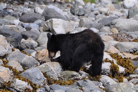 Spring Bear and Waterfall Tour