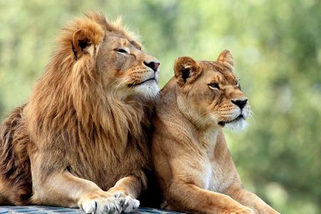 5 Days: Lake Manyara / Serengeti / Ngorongoro