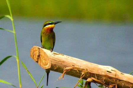 Birdwatching Boat Ride in Muthurajawela Marsh