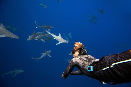 Dive with Sharks in Hawaii: Shark Tour from Haleiwa