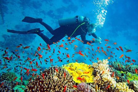 Scuba Diving in Trincomalee